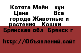 Котята Мейн - кун › Цена ­ 19 000 - Все города Животные и растения » Кошки   . Брянская обл.,Брянск г.